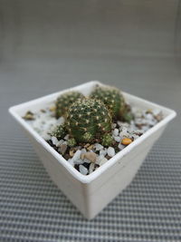 High angle view of potted plant on table