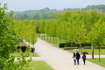 Rear view of people walking on pathway along trees