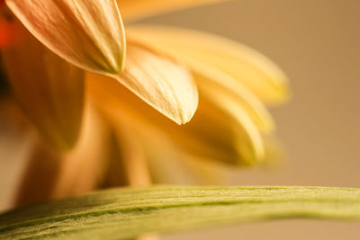 Close-up of flower