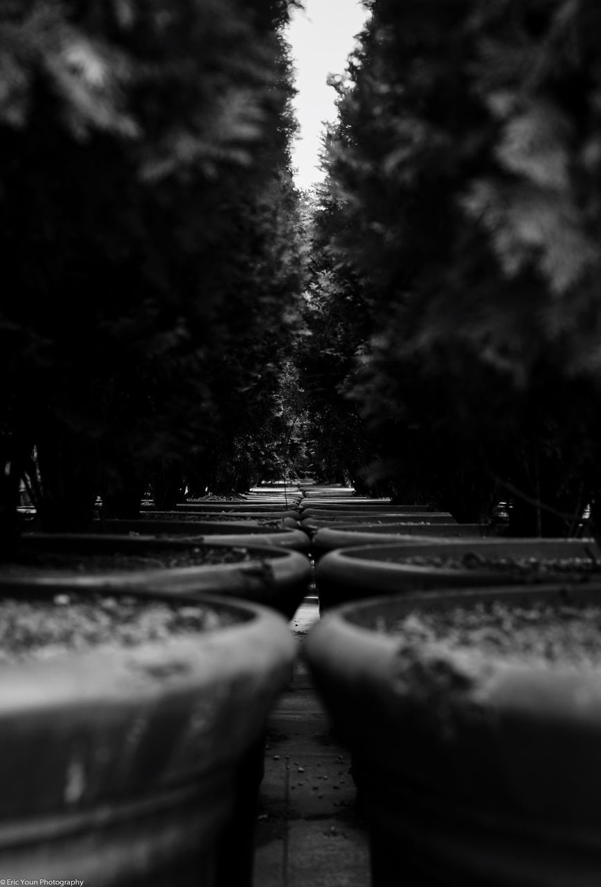 the way forward, tree, selective focus, transportation, diminishing perspective, steps, surface level, footpath, empty, railing, vanishing point, growth, focus on foreground, outdoors, nature, street, walkway, day, park - man made space, no people