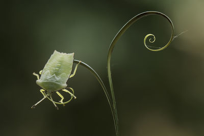 Giant shield bug nymph on leaf edge an tendril of plant