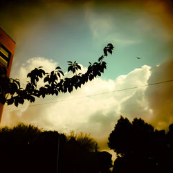 Low angle view of trees against sky