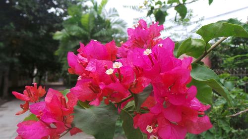 Close-up of pink flower