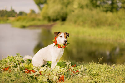 Portrait of white dog on field