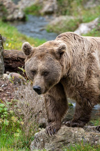 Close-up of bear