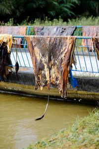 Cow skin,the process of drying the cow's skin for the use of compost and drums