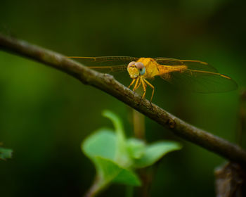 Close-up of insect on plant