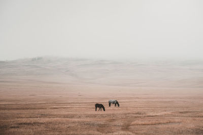 View of elephant on landscape against sky