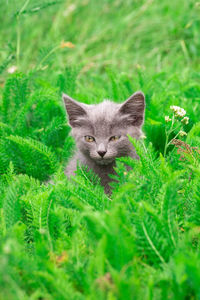 Portrait of a cat on field