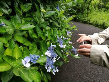 Close-up of man holding flowers