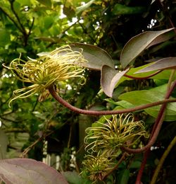 Close-up of fresh green plant