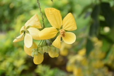 Close-up of yellow flower