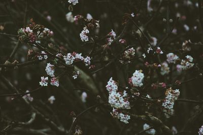 Close-up of pink flowers