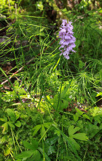 Close-up of purple flowering plant