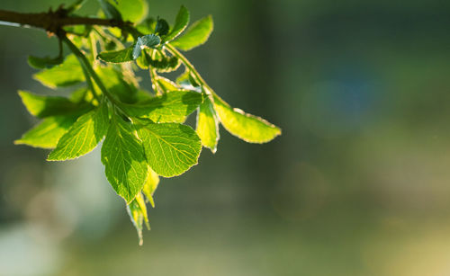 Close-up of fresh green leaves