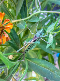 Close-up of butterfly on plant