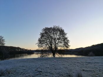 Bare tree by lake against clear blue sky during sunset