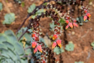Close-up of leaves on tree
