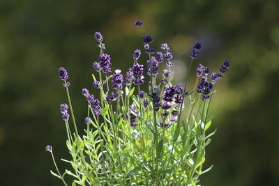 Close-up of purple flowering plant