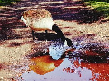 High angle view of bird in water