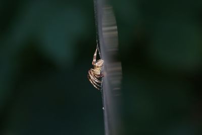 Close-up of spider on web