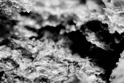 Full frame shot of frozen plants
