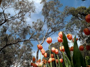 Low angle view of fruits on tree against sky