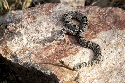 Close-up of lizard on rock