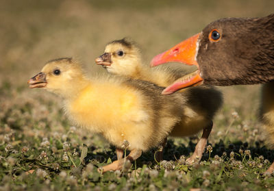 Close-up of birds on field