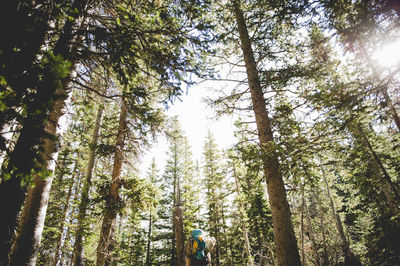 Low angle view of hiker standing amidst trees at forest
