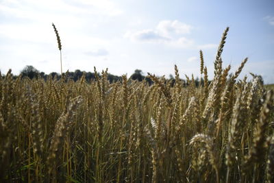 Low angle view of wheat field