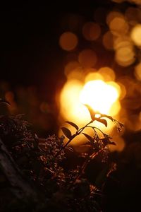 Close-up of illuminated christmas tree at night