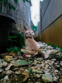 Cat sitting on wall