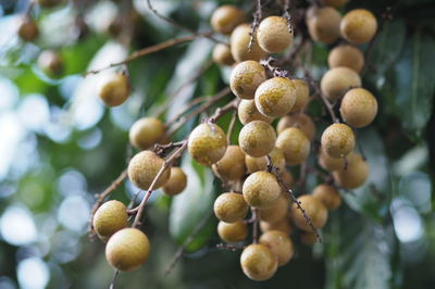 Close-up of fruits growing on tree
