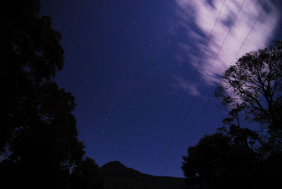 Low angle view of trees against sky at night