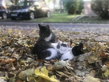 Cat sitting in a car