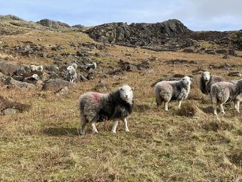 Sheep grazing in a field