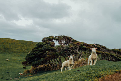 Dogs standing on field against sky