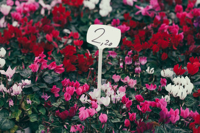 Close-up of flowers blooming outdoors