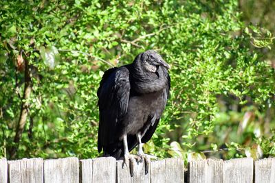 Black bird perching on wooden post