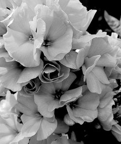 Close-up of flower