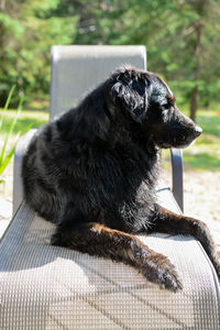 Close-up of black dog sitting on floor