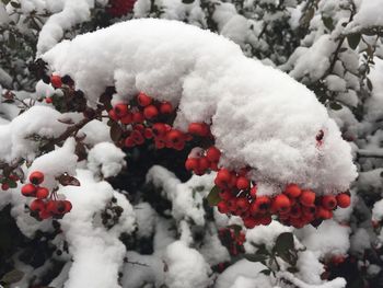 Snow covered trees