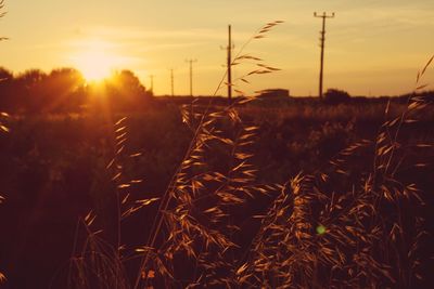 Scenic view of field against sky at sunset