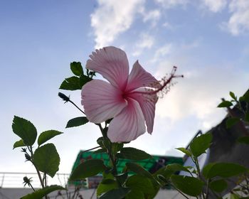 Close-up of pink hibiscus flower against sky