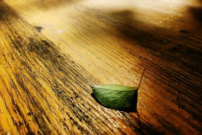 Close-up of leaf on table