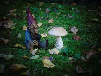 Close-up of mushrooms growing in forest