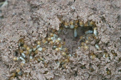 Close-up of insect on sand