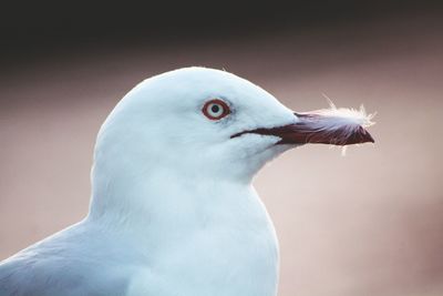 Close-up of seagull