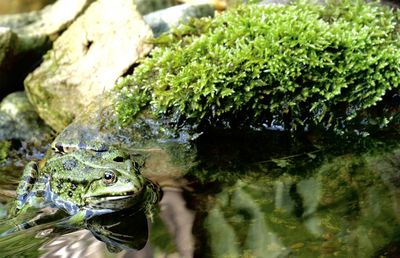 Close-up of turtle swimming in lake